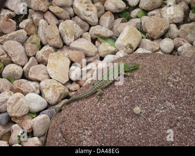 A Northern Italian Wall Lizard (Podarcis siculus campestris) basking in a stone garden in Krka National Park, Croatia. Stock Photo