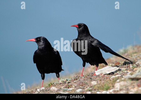 Chough (Pyrrhocorax pyrrhocorax) pair on cliff top, South Stack RSPB reserve, Anglesey, UK, April 1285 Stock Photo