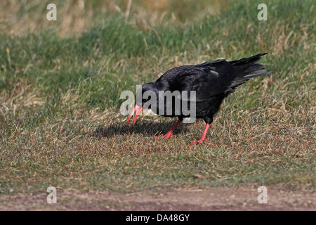 Chough (Pyrrhocorax pyrrhocorax) foraging on grassy area on clifftop, South Stack RSPB reserve, Anglesey, UK, March 9949 Stock Photo