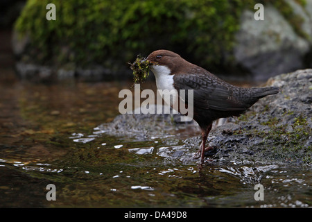 Dipper (Cinclus cinclus) on river carrying nesting material North Wales UK March 1645 Stock Photo