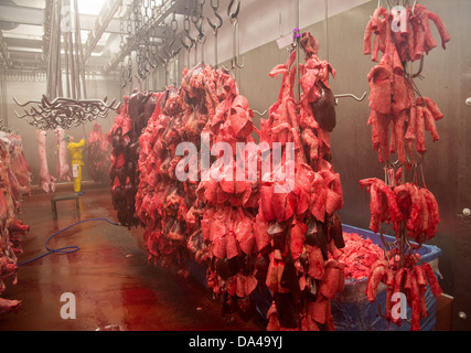 Pig offal hanging in abattoir, Yorkshire, England, February Stock Photo