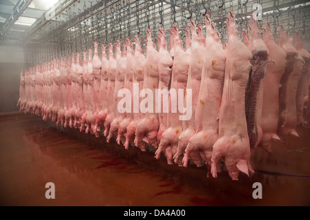 Pig carcases hanging in abattoir, Yorkshire, England, February Stock Photo
