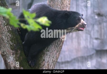 Spectacled bear 'Cashu' explores her new home in 'Ukumari Land' at the zoo in Frankfurt Main, Germany, 03 July 2013. The new bear facility is meant to attract more visitors to the zoo after a couple years of reconstruction. Photo: BORIS ROESSLER Stock Photo