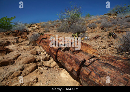 Petrified tree trunk, Petrified Forest, Damaraland, Namibia, Africa Stock Photo