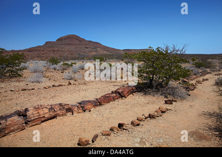 Petrified tree trunk, Petrified Forest, Damaraland, Namibia, Africa Stock Photo