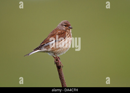 Female Linnet (Carduelis cannabina) perched at edge of field on farmland Cheshire UK June 0714 Stock Photo