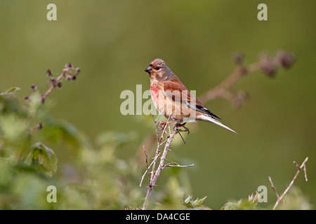 Male Linnet (Carduelis cannabina) perched above bramble patch on farmland Cheshire UK June 7409 Stock Photo