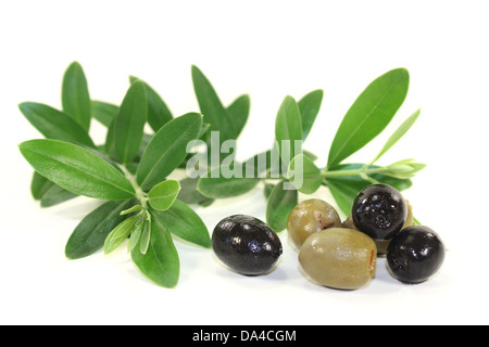a green olive branch in front of white background Stock Photo