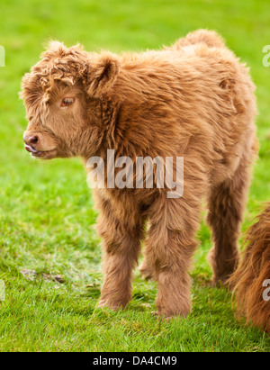 Highland cow calf in field Scotland UK GB EU Europe Stock Photo