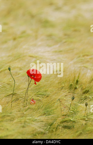 Single Poppy in Barley Field Stock Photo