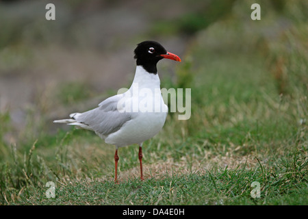 Mediterranean Gull (Larus melanocephalus) adult 2nd summer plumage, Anglesey, North Wales, UK, July 2018 Stock Photo