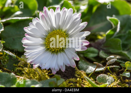 Common daisy / lawn daisy / English daisy (Bellis perennis) in flower in spring Stock Photo