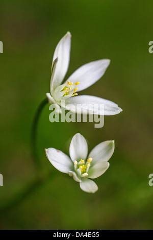 Star-of-Bethlehem / grass lily / nap-at-noon / eleven-o'clock lady (Ornithogalum umbellatum) in flower in spring Stock Photo