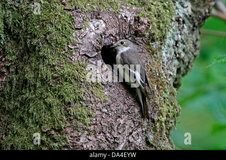 Female Pied Flycatcher (Ficedula hypoleuca) at nest hole in Beech tree, North Wales, UK, June 0796 Stock Photo