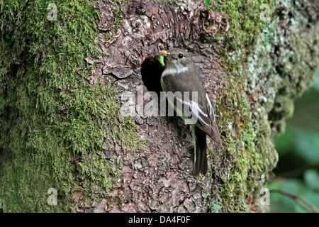 Female Pied Flycatcher (Ficedula hypoleuca) perched at nest hole in Beech tree with prey, North Wales, UK, June 1899 Stock Photo
