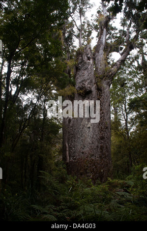 Kauri is a coniferous tree of Araucariaceae in the genus Agathis native to the northern region of New Zealand's north island. Stock Photo