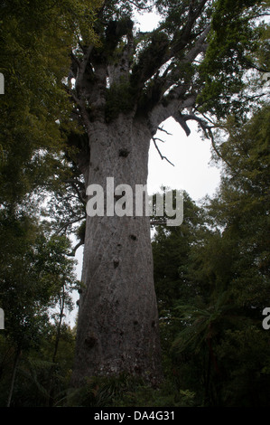 Tane Mahuta is the largest living kauri tree in the world. It is estimated to be at least 1200 and up to 2500 years old. Stock Photo