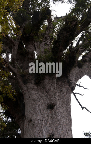 Tane Mahuta is the largest living kauri tree in the world. It is estimated to be at least 1200 and up to 2500 years old. Stock Photo