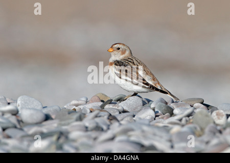 Female Snow Bunting (Plectrophenax nivalis) on pebble beach in winter, North Wales Coast, UK, March 5431 Stock Photo