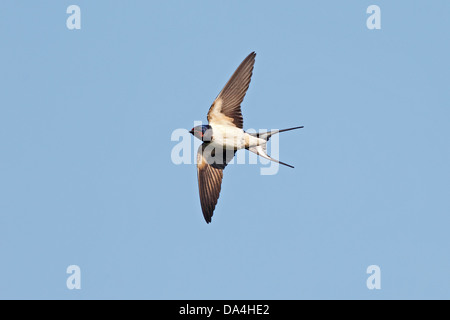 BARN SWALLOW Hirundo rustica in flIght Cheshire UK May Stock Photo