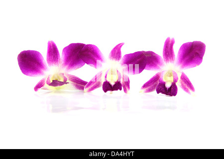 The Purple orchid on the white background. Stock Photo