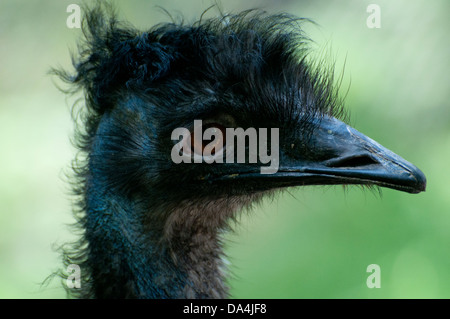 Close-up of an Emu. Stock Photo