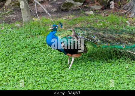 A Peacock screaming. Stock Photo