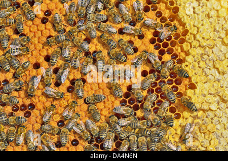 macro shot of bees swarming on a honeycomb Stock Photo