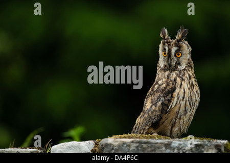 Eurasian Eagle Owl (Bubo Bubo) perched on a wall at dusk Stock Photo