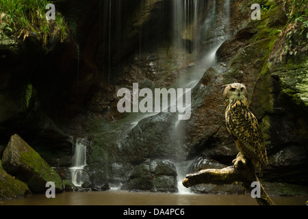 Eurasian Eagle Owl (Bubo Bubo) perched in front of a waterfall Stock Photo