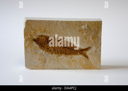 Fish fossil in square cut Sandstone block, Africa. Stock Photo