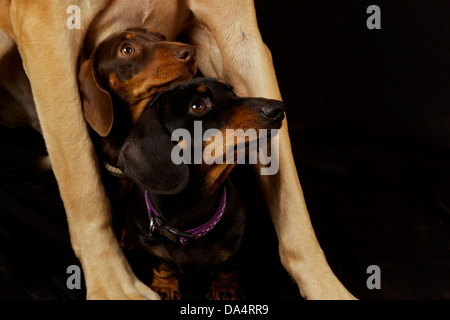 Two Dachshund between Great Dane Legs Stock Photo