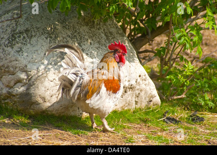 rooster Stock Photo