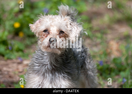 Yorkshire Terrier Stock Photo