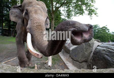 Osnabrueck, Germany. 03rd July, 2013. Elephant bull Luka stands in his enclosure in the zoo in Osnabrueck, Germany, 03 July 2013. Luka is the largest Asian elephant in Germany with a height of over three meters and weighs around five tons. Photo: FRISO GENTSCH/dpa/Alamy Live News Stock Photo