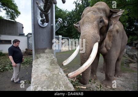 Osnabrueck, Germany. 03rd July, 2013. Elephant bull Luka stands in his enclosure in the zoo in Osnabrueck, Germany, 03 July 2013. Luka is the largest Asian elephant in Germany with a height of over three meters and weighs around five tons. Photo: FRISO GENTSCH/dpa/Alamy Live News Stock Photo