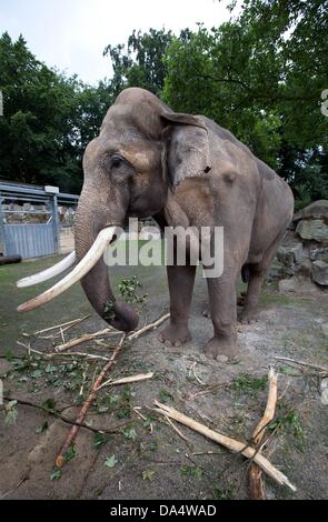 Osnabrueck, Germany. 03rd July, 2013. Elephant bull Luka stands in his enclosure in the zoo in Osnabrueck, Germany, 03 July 2013. Luka is the largest Asian elephant in Germany with a height of over three meters and weighs around five tons. Photo: FRISO GENTSCH/dpa/Alamy Live News Stock Photo