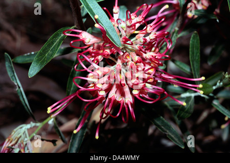 Rosemary Grevillea-Grevillea rosmarinifolia- cultivar 'Rosy Posy' Family Proteaceae Stock Photo