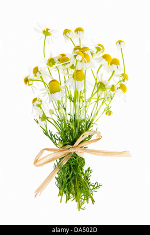 Bouquet of wild chamomile flowers tied with bow isolated on white Stock Photo