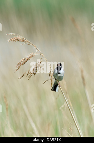 reed bunting emberiza schoeniclus perched on reed stem singing northumberland Stock Photo