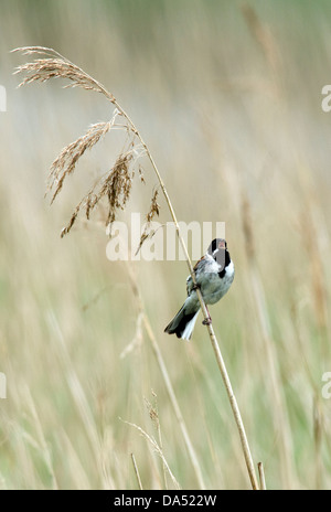 reed bunting emberiza schoeniclus perched on reed stem singing northumberland Stock Photo