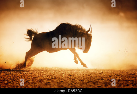 Blue wildebeest running in dust - Kalahari desert - South Africa Stock Photo