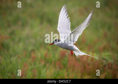 Arctic Tern in flight Stock Photo