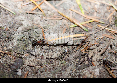 Southern wood ants - Formica rufa, New Forest, Hampshire, England, UK Stock Photo