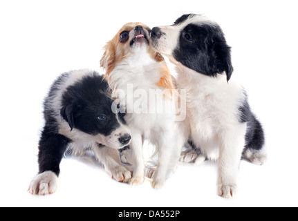 portrait of puppies border collies and angry chihuahua in front of white background Stock Photo