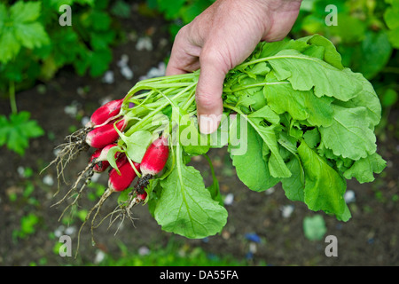 Harvesting picking fresh radishes radish salad vegetable vegetables plants from allotment garden (Raphanus Sativus) England UK GB Great Britain Stock Photo