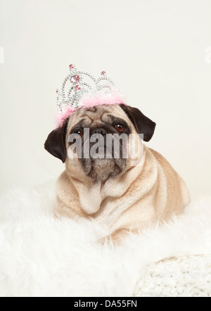 small dog lying on a white fur with a crown on his head, white background, looking at the camera Stock Photo