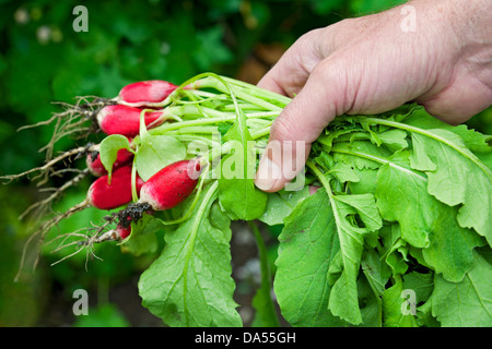 Close up of man person holding Bunch of freshly harvested radishes radish (Raphanus Sativus) England UK United Kingdom GB Great Britain Stock Photo