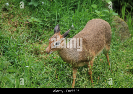 Kirk's dik dik (Madoqua kirkii) Stock Photo