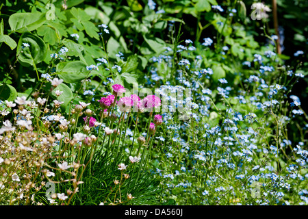 Close up of pink armeria thrift and blue forget me not flowers flowering in mixed border in spring England UK United Kingdom GB Great Britain Stock Photo